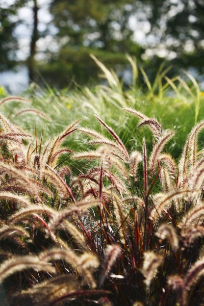 miekka trawy na zewnatrz odkryty wzrostu