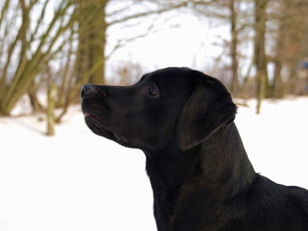 portret psa na sniegu
