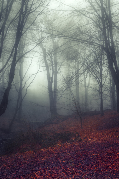 drzewo mgla lisciaste niemcy republika federalna