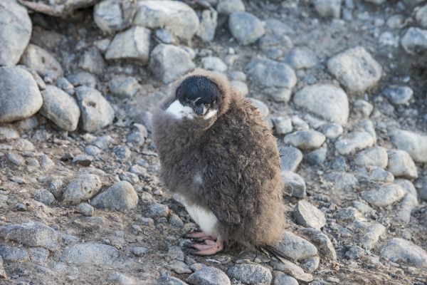 portret mlodego pingwina adelie pygoscelis