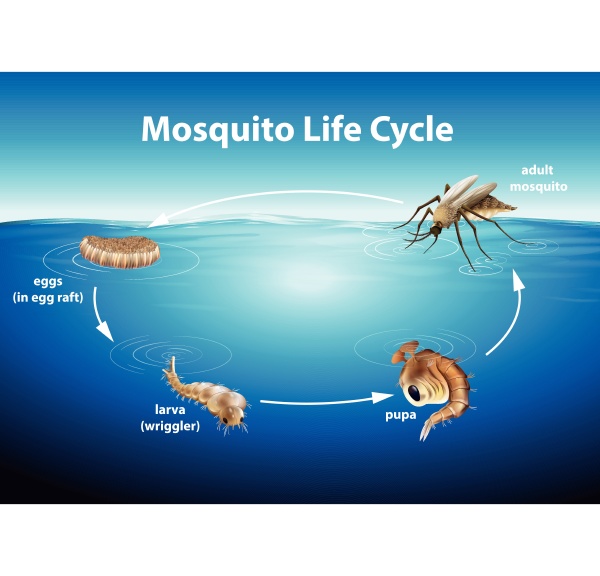 cykl zycia komara