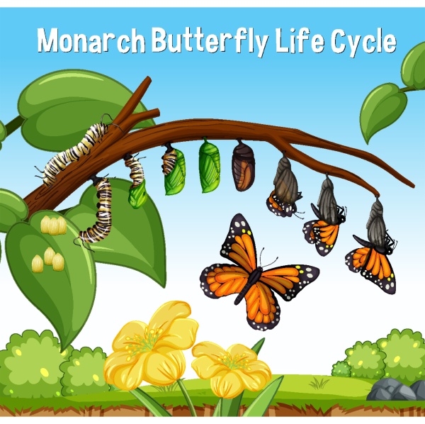 scena z cyklem zycia motyla monarch